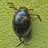 Hyphydrus species